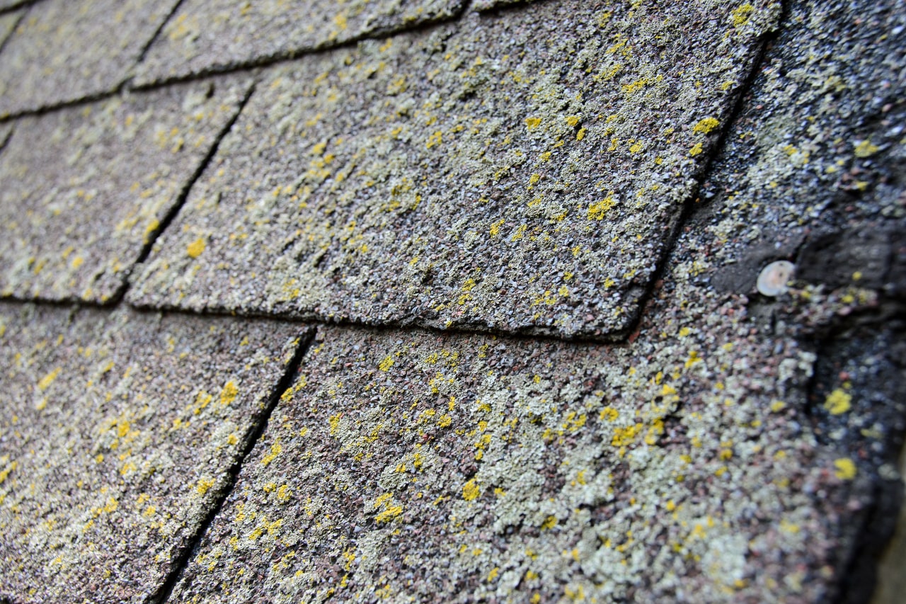 Roof Mold in Florida